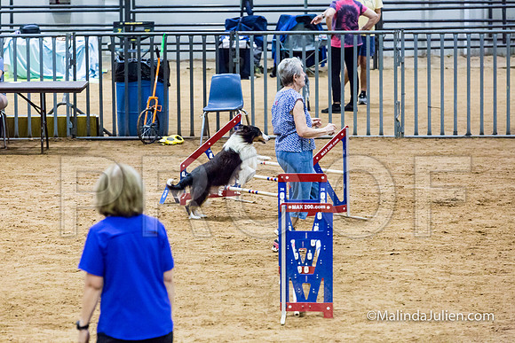 Agility STD Exc Sun 16 Shetland Sheepdog Blast-JJJ_6688-HR3