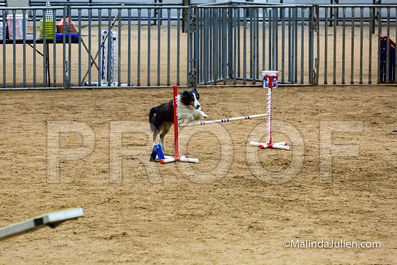 Agility STD Exc Sun 16 Shetland Sheepdog Blast-JJJ_6690-HR3