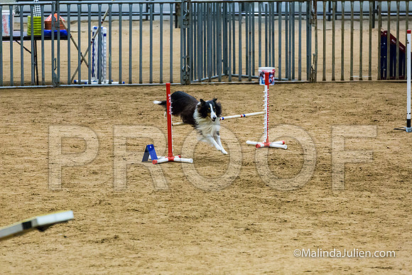 Agility STD Exc Sun 16 Shetland Sheepdog Blast-JJJ_6691-HR3