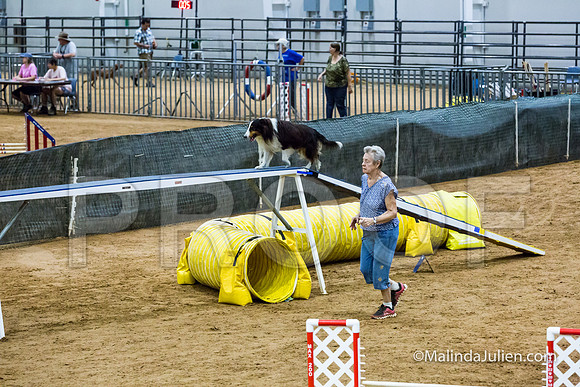 Agility STD Exc Sun 16 Shetland Sheepdog Blast-JJJ_6698-HR3