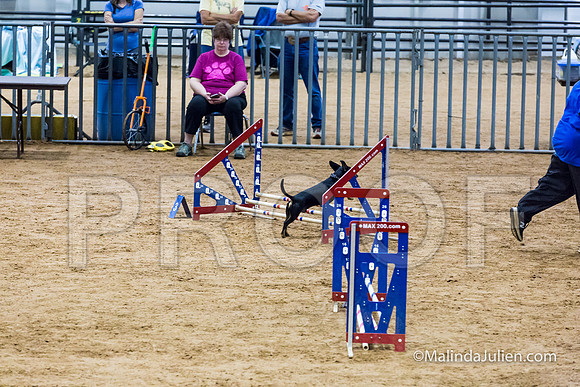 Agility STD Exc Sun 8 All American Dog Ollie-JJJ_5963-HR3