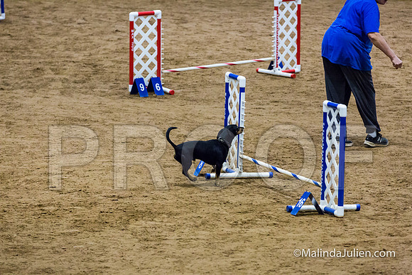 Agility STD Exc Sun 8 All American Dog Ollie-JJJ_5967-HR3