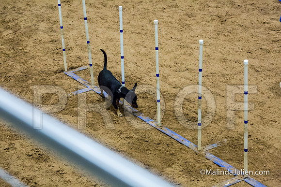 Agility STD Exc Sun 8 All American Dog Ollie-JJJ_5975-HR3
