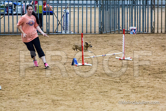Agility STD Exc Sun 8 All American Dog Popo-JJJ_6071-HR3