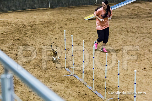 Agility STD Exc Sun 8 All American Dog Popo-JJJ_6079-HR3