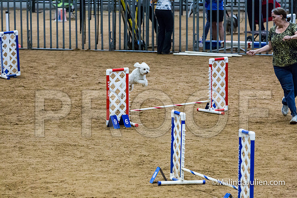 Agility STD Exc Sun 8 All American Dog Zorro-JJJ_5992-HR3