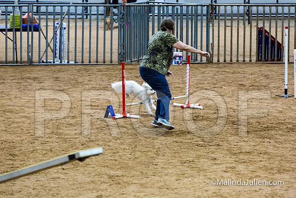 Agility STD Exc Sun 8 All American Dog Zorro-JJJ_5995-HR3