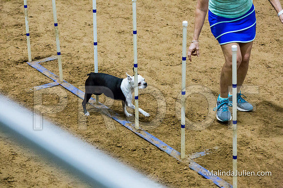 Agility STD Exc Sun 8 Boston Terrier Pinkie-JJJ_5917-HR3