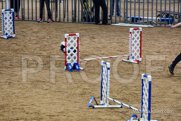 Agility STD Exc Sun 8 Papillon Bingo-JJJ_6030-HR3