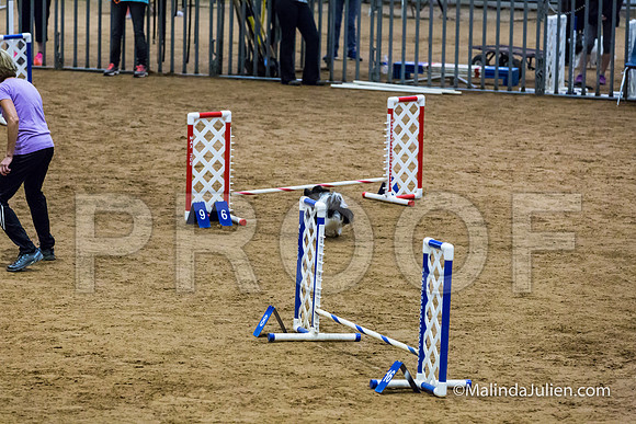Agility STD Exc Sun 8 Papillon Bingo-JJJ_6040-HR3