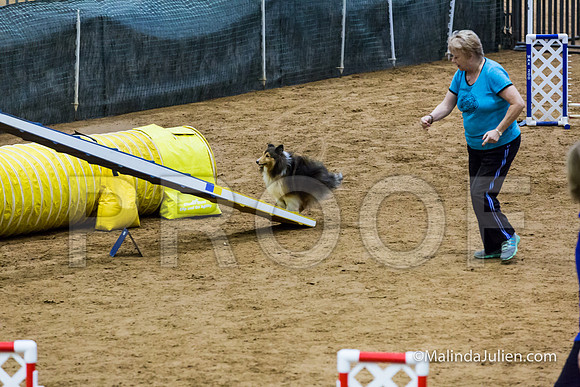 Agility STD Exc Sun 8 Shetland Sheepdog Lily-JJJ_5940-HR3