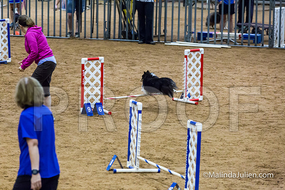 Agility STD Exc Sun 8 Shetland Sheepdog Midori-JJJ_5825-HR3