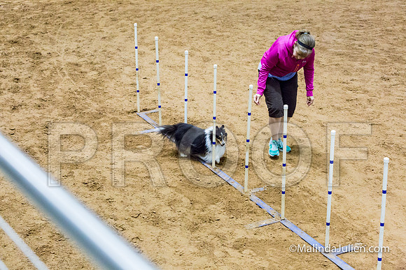 Agility STD Exc Sun 8 Shetland Sheepdog Midori-JJJ_5831-HR3