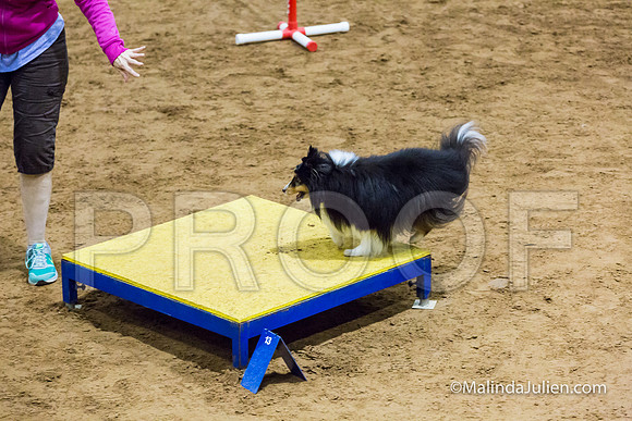 Agility STD Exc Sun 8 Shetland Sheepdog Midori-JJJ_5833-HR3
