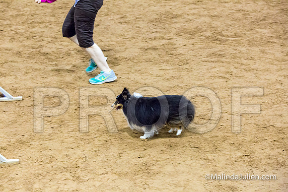 Agility STD Exc Sun 8 Shetland Sheepdog Midori-JJJ_5835-HR3