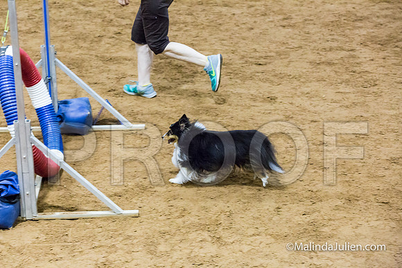 Agility STD Exc Sun 8 Shetland Sheepdog Midori-JJJ_5836-HR3