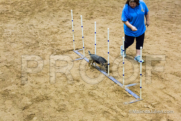 Agility STD Sun 12 Border Terrier  Nutmeg-JJJ_4909-HR3