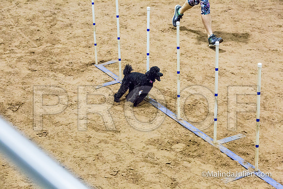 Agility STD Sun 12 Poodle Cher-JJJ_5227-HR3