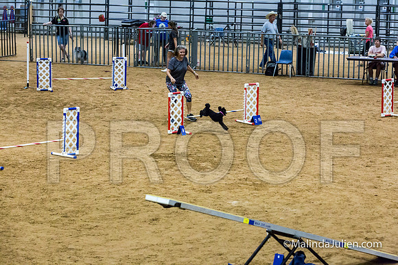 Agility STD Sun 12 Prem Poodle Cher-JJJ_8539-HR3