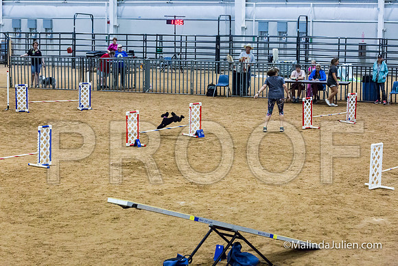 Agility STD Sun 12 Prem Poodle Cher-JJJ_8542-HR3