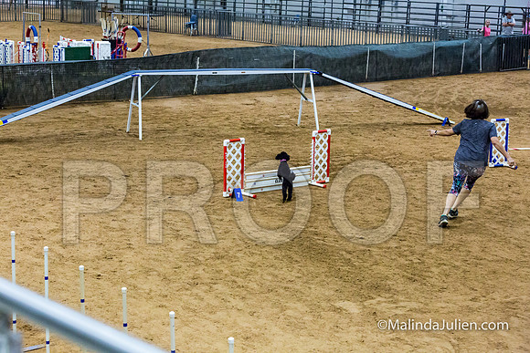 Agility STD Sun 12 Prem Poodle Cher-JJJ_8549-HR3