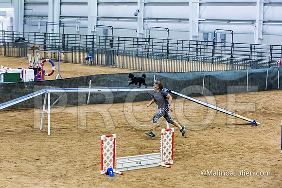 Agility STD Sun 12 Prem Poodle Cher-JJJ_8553-HR3