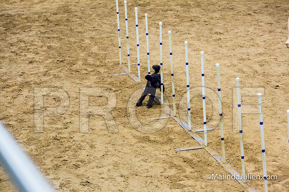 Agility STD Sun 12 Prem Poodle Cher-JJJ_8560-HR3