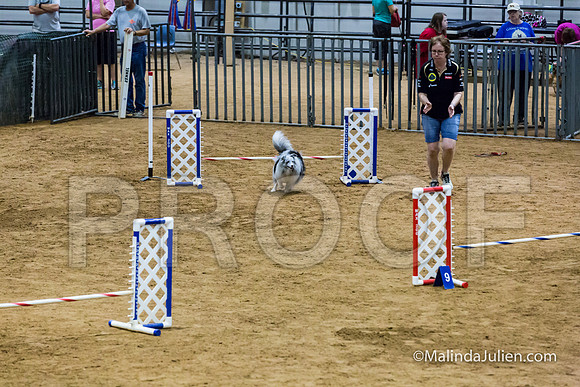 Agility STD Sun 12 Prem Shetland Sheepdog Kimi-JJJ_8574-HR3