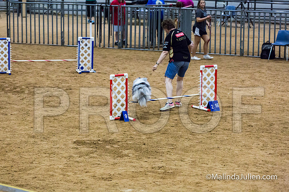 Agility STD Sun 12 Prem Shetland Sheepdog Kimi-JJJ_8575-HR3