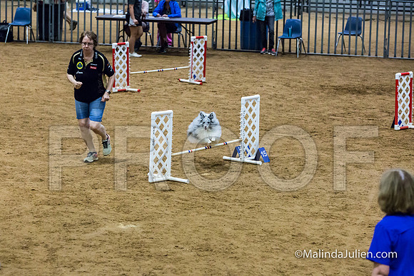Agility STD Sun 12 Prem Shetland Sheepdog Kimi-JJJ_8578-HR3