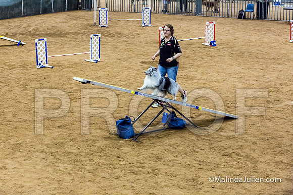 Agility STD Sun 12 Prem Shetland Sheepdog Kimi-JJJ_8580-HR3