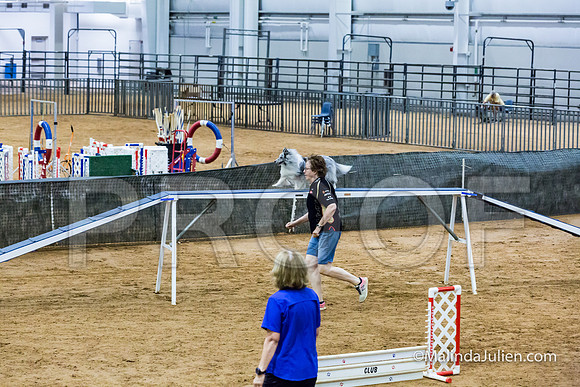 Agility STD Sun 12 Prem Shetland Sheepdog Kimi-JJJ_8586-HR3