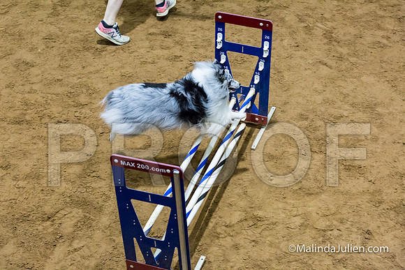 Agility STD Sun 12 Prem Shetland Sheepdog Kimi-JJJ_8597-HR3