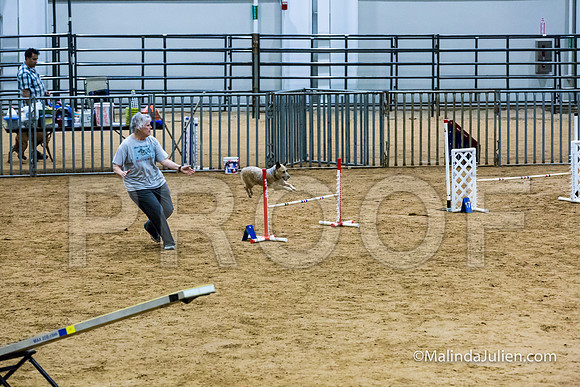Agility STD Sun 16 Australian Cattle Dog-JJJ_5294-HR3
