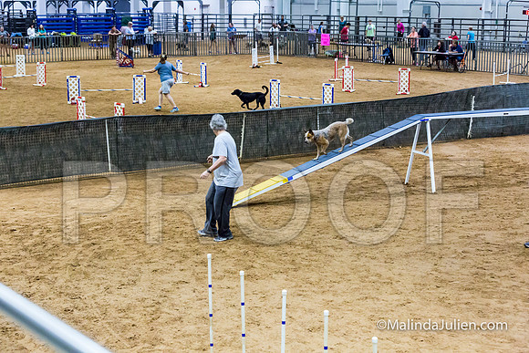 Agility STD Sun 16 Australian Cattle Dog-JJJ_5299-HR3