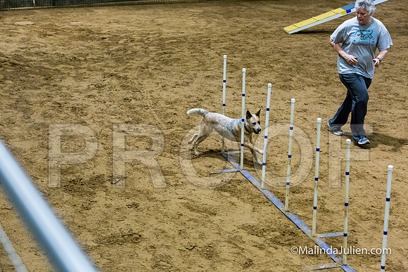 Agility STD Sun 16 Australian Cattle Dog-JJJ_5300-HR3