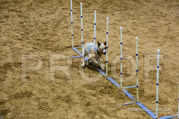 Agility STD Sun 16 Australian Cattle Dog-JJJ_5304-HR3