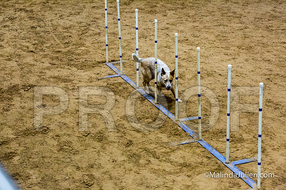Agility STD Sun 16 Australian Cattle Dog-JJJ_5305-HR3