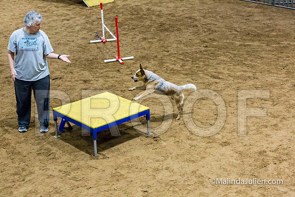 Agility STD Sun 16 Australian Cattle Dog-JJJ_5308-HR3