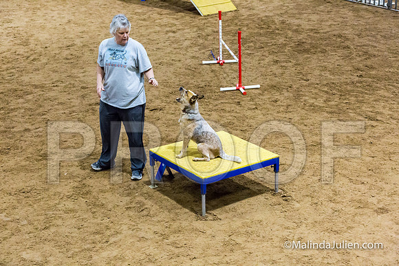 Agility STD Sun 16 Australian Cattle Dog-JJJ_5309-HR3