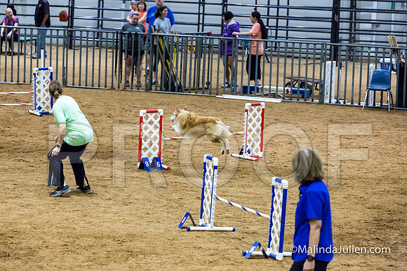 Agility STD Sun 16 Australian Shepherd-JJJ_7137-HR3