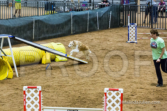 Agility STD Sun 16 Australian Shepherd-JJJ_7138-HR3