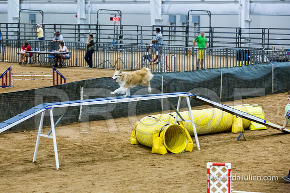 Agility STD Sun 16 Australian Shepherd-JJJ_7139-HR3