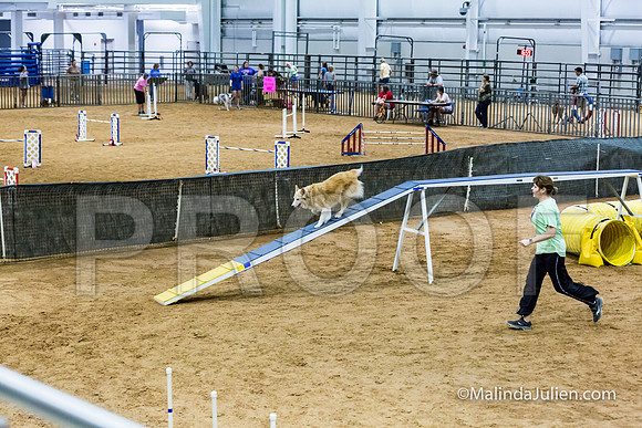 Agility STD Sun 16 Australian Shepherd-JJJ_7140-HR3