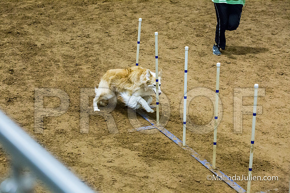 Agility STD Sun 16 Australian Shepherd-JJJ_7141-HR3