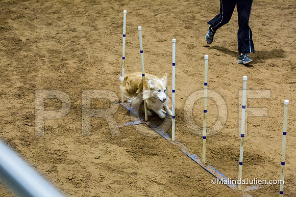 Agility STD Sun 16 Australian Shepherd-JJJ_7142-HR3