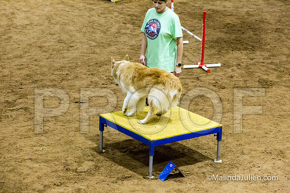 Agility STD Sun 16 Australian Shepherd-JJJ_7151-HR3