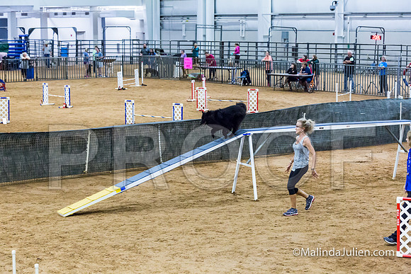 Agility STD Sun 16 Belgian Sheepdog-JJJ_5336-HR3