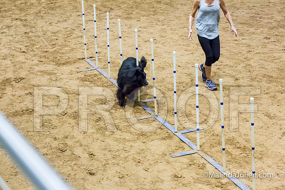 Agility STD Sun 16 Belgian Sheepdog-JJJ_5342-HR3
