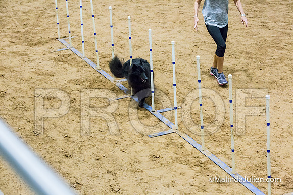 Agility STD Sun 16 Belgian Sheepdog-JJJ_5344-HR3